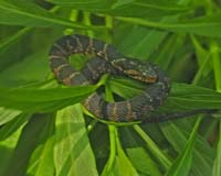 Snake-8720
