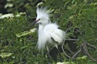 Snowy-Egret-8919