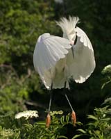 Snowy-Egret-9029