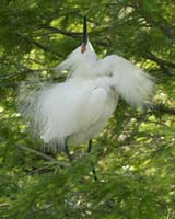Snowy-Egret-9122