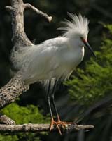 Snowy-Egret-9144