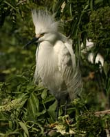 Snowy-Egret-9188