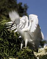 Snowy-Egret-9190