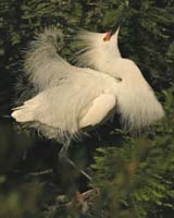 Snowy-Egret-9277