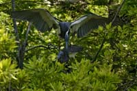 Tricolored-Herons-9111