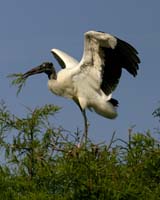 Wood-Stork-8986
