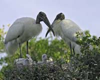 Wood-Storks-8929