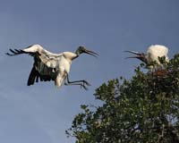 Wood-Storks-8984