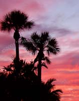 Everglades-2-P4110003