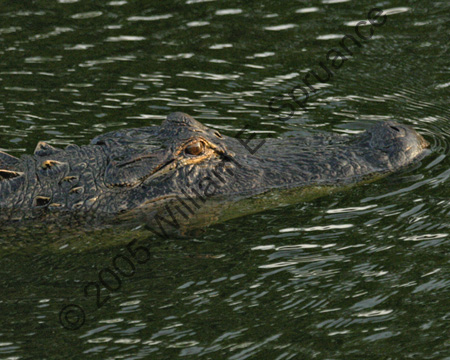Alligator-7312