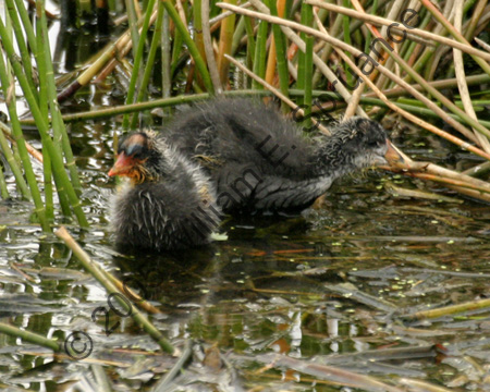 Am-Coot-chicks-7888