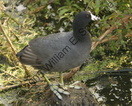American-Coot-7236