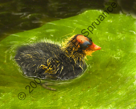 American-Coot-7550
