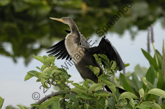 Anhinga-7898
