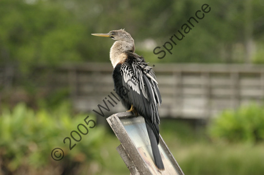 Anhinga-Female-7882