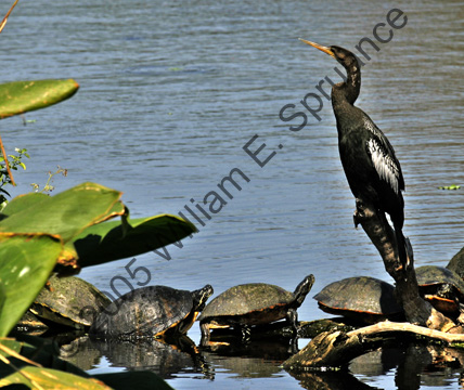 Anhinga-Male-6929