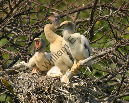 Anhingas-Juvenile-6941