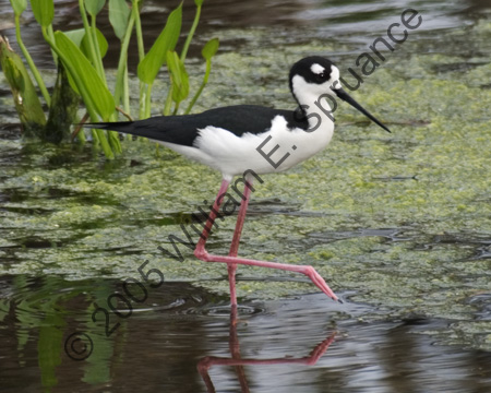 Black-Necked-Stilt-7172