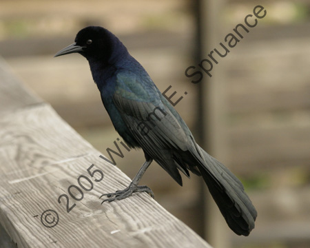 Boat-tailed-Grackle-7218