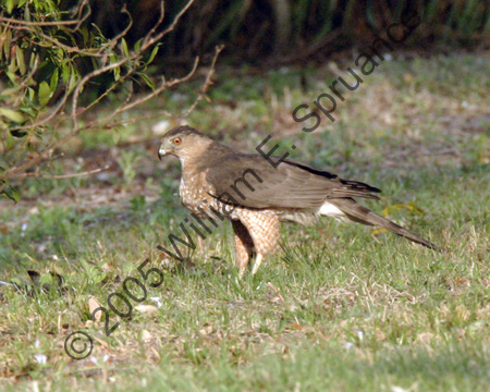 Coopers-Hawk-7268