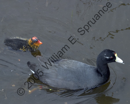 Coot-Juvenile-7536