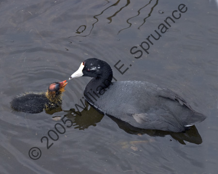 Coot-Juvenile-7546