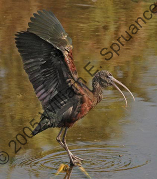 Glossy-Ibis-7049