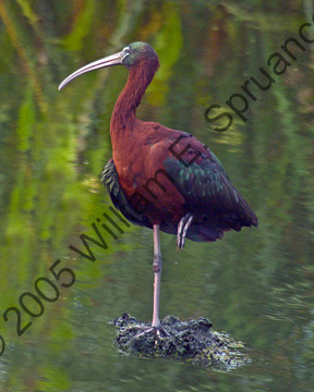 Glossy-Ibis-7670