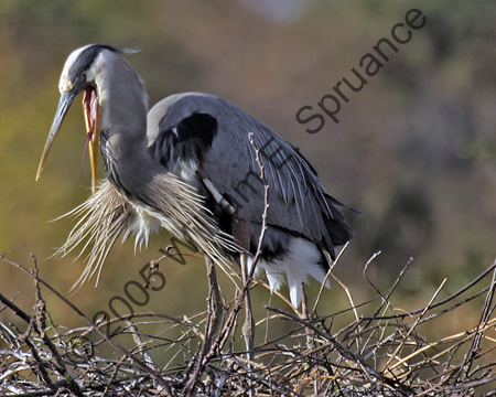 Great-Blue-Heron-6684