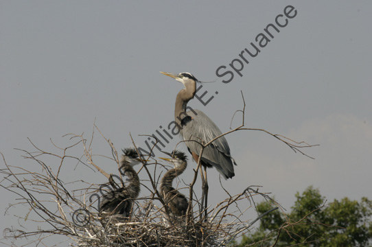 Great-Blue-Heron-Juvenile-6998
