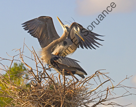 Great-Blue-Herons-6668
