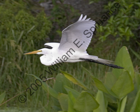 Great-Egret-7926