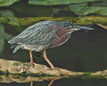 Green-Heron-7622