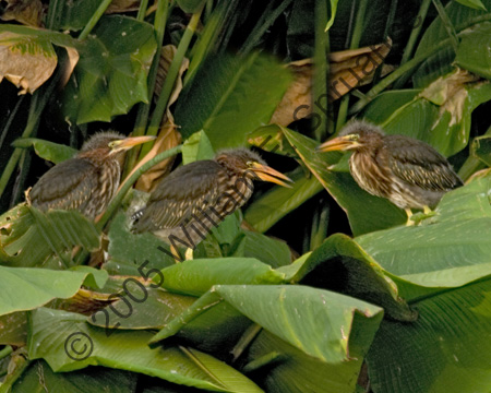 Green-Heron-Chicks-7972