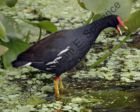 Moorhen-7555