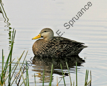 Mottled-Duck-7009