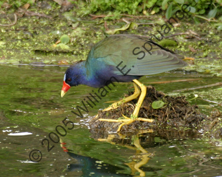 Purple-Galinule-7872