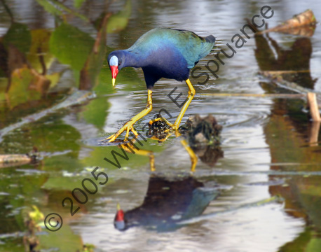 Purple-Gallinule-7078