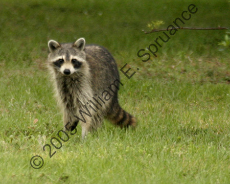 Racoon-7880