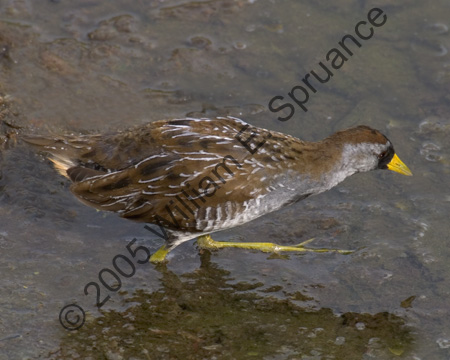 Sora-Rail-7605