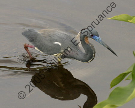 Tri-Colored-Heron-7223