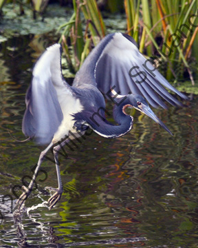 Tricolored-Heron-7664