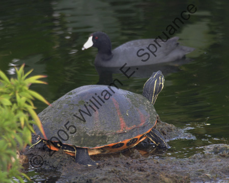 Turtle-7633