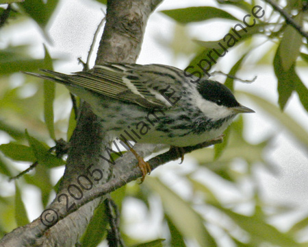 Unknown-7906
