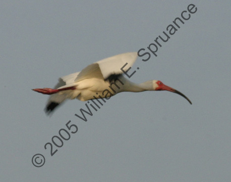 White-Ibis-7288