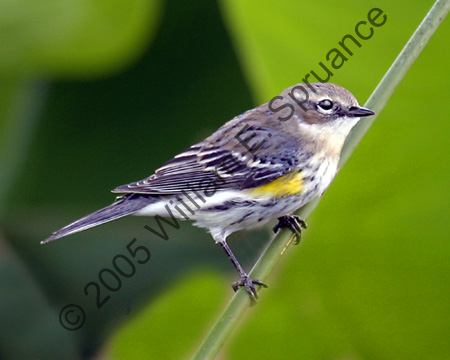Yellow-Rumped-Warbler-6647