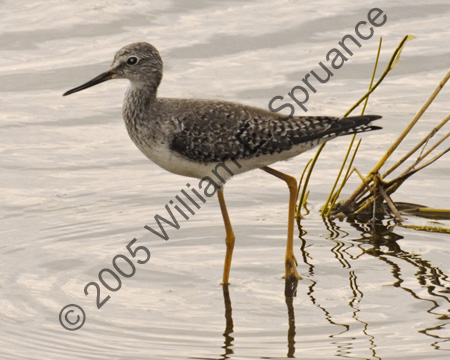 Yellowlegs-7164