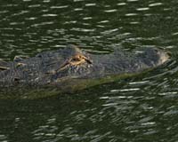 Alligator-7312