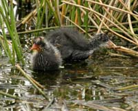 Am-Coot-chicks-7888