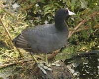 American-Coot-7236